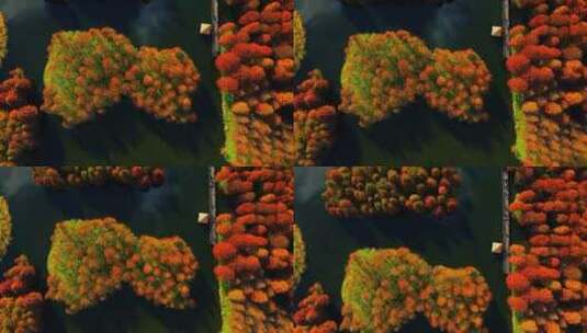秋天的红色水杉林高清在线视频素材下载