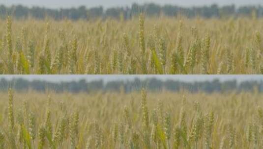 金黄的小麦高清在线视频素材下载