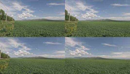 新疆农田视频素材高清在线视频素材下载