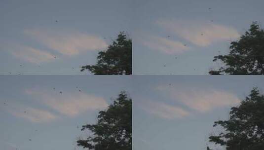 夏季傍晚的燕子高清在线视频素材下载