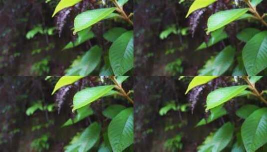 雨水 雨滴 下雨天 雨滴慢动作高清在线视频素材下载