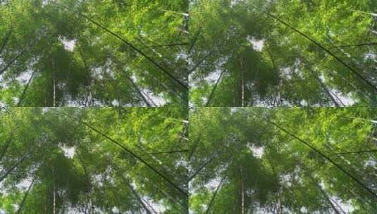 绿色生态竹林竹海高清在线视频素材下载