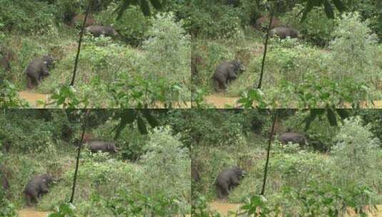 原始森林中的亚洲野象群高清在线视频素材下载