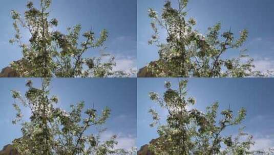 风中摇曳的花树高清在线视频素材下载