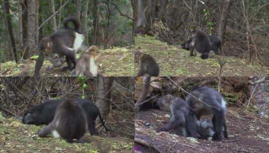 云南滇金丝猴母子的迁徒之路高清在线视频素材下载