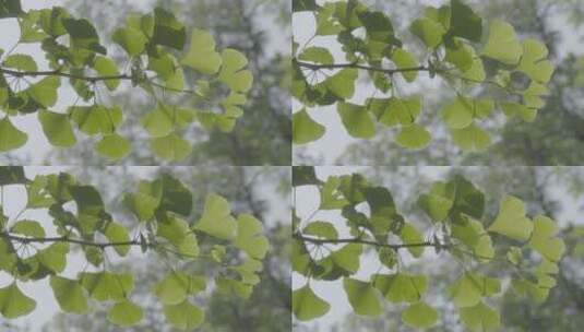 绿色的银杏树叶逆光特写拍摄LOG高清在线视频素材下载