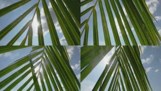 阳光透过棕榈树叶高清在线视频素材下载