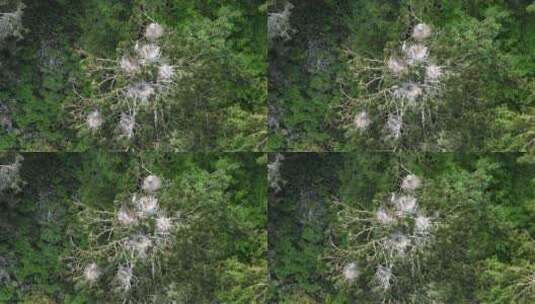 苍鹭白鹭野生鸟类镜头高清在线视频素材下载