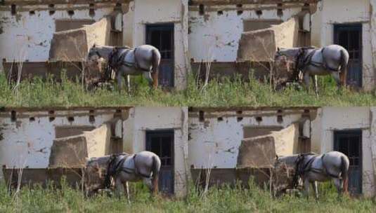 门前的马匹高清在线视频素材下载