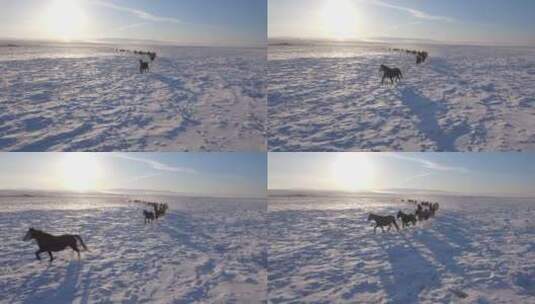 马群在雪地上奔跑高清在线视频素材下载