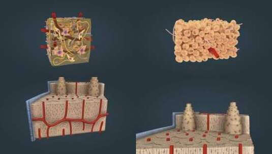 结缔组织 医学动画 微观生物生理高清在线视频素材下载