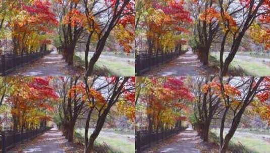 大自然秋天 美丽的林荫小道高清在线视频素材下载