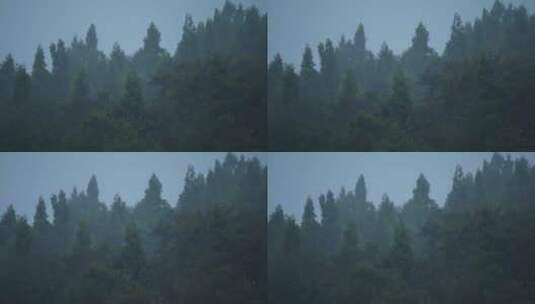 山雾森林秋雨高清在线视频素材下载