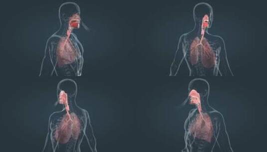 人体三维肺部呼吸呼气吸气肺功能展示动画高清在线视频素材下载