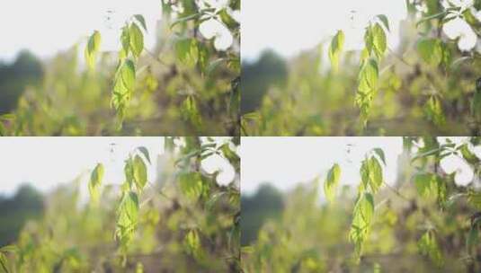 实拍4K逆光小清新树叶空镜高清在线视频素材下载