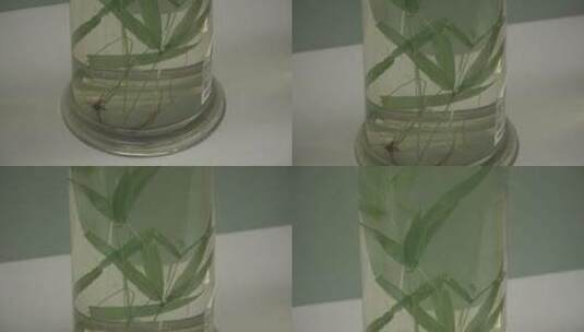 各种植物浸泡标本高清在线视频素材下载