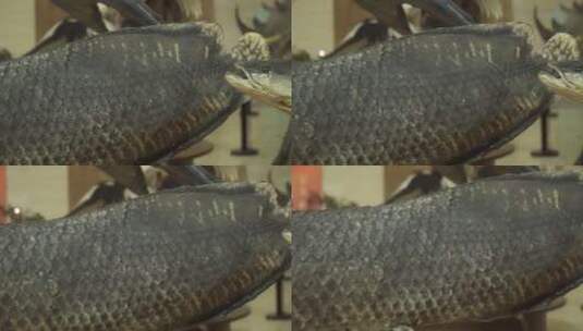 巨骨舌鱼动物鱼类标本高清在线视频素材下载