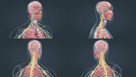 医学三维动画消化系统十二指肠3D医疗动画高清在线视频素材下载