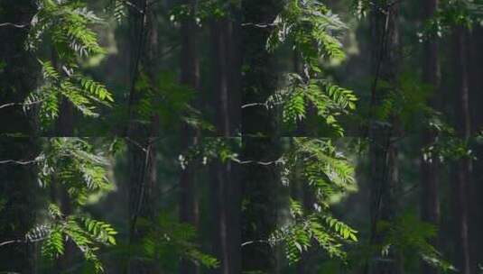 绿叶光影升格视频阳光下唯美摇曳森林绿叶高清在线视频素材下载