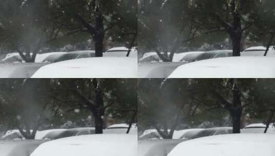 雪花落在树木上高清在线视频素材下载
