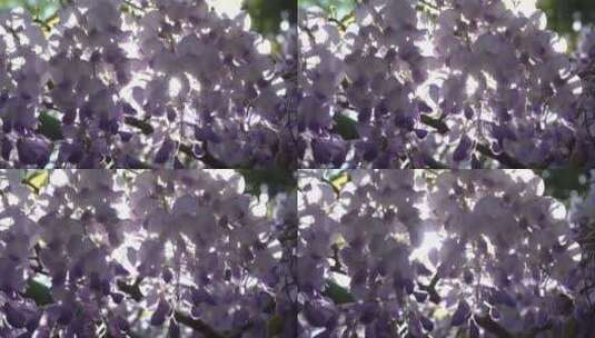 紫藤4k视频高清在线视频素材下载