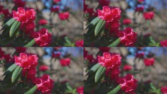 粉红色花朵随风摇曳高清在线视频素材下载