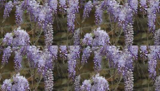 紫丁香紫藤花在春天盛开的细节。意大利高清在线视频素材下载