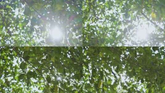 树叶空镜头4k高清在线视频素材下载