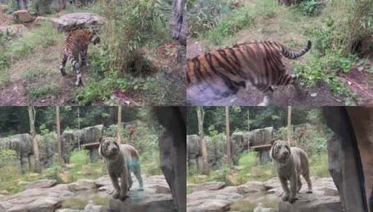 动物园橱窗老虎来回踱步高清在线视频素材下载