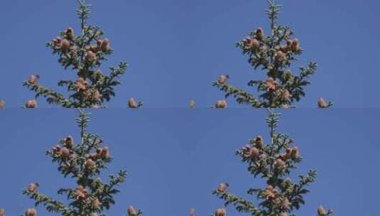 树顶上的花球高清在线视频素材下载