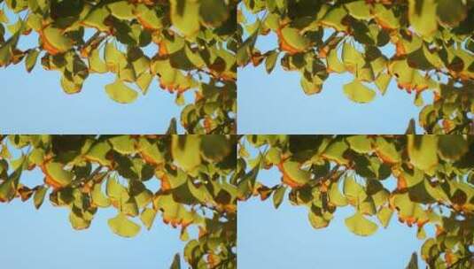 秋天唯美银杏叶空镜高清在线视频素材下载