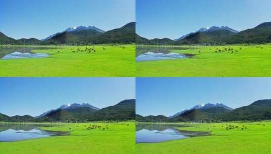 玉龙雪山下湖边草地上的牛羊群高清在线视频素材下载