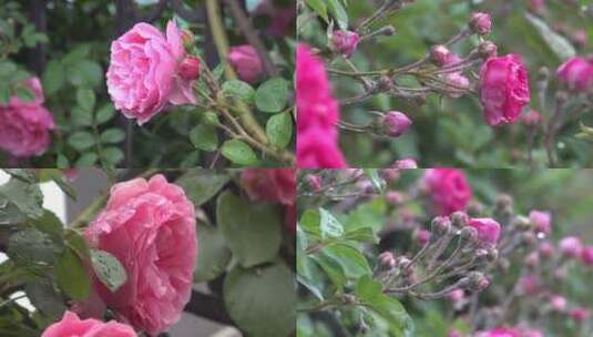 春暖花开蔷薇花墙4高清在线视频素材下载