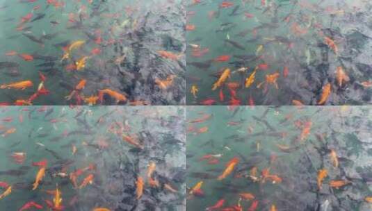 济南五龙潭景区，秋季树叶金黄观赏鱼高清在线视频素材下载