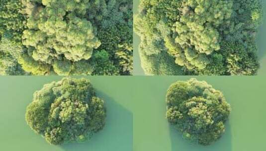 俯拍湖面小岛树林绿色原始森林自然生态植被高清在线视频素材下载