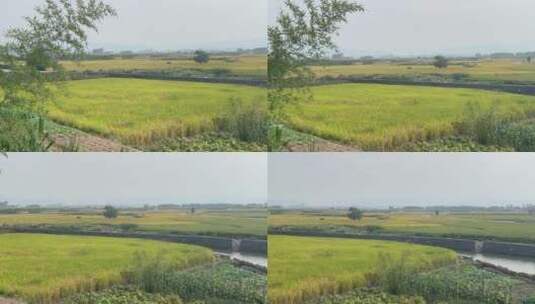 4k 农田稻子高清在线视频素材下载