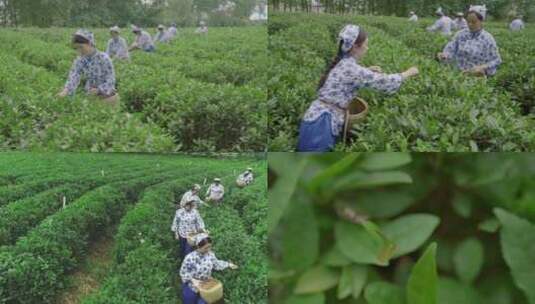 茶园种植园工人采摘茶叶辛勤工作采茶女孩高清在线视频素材下载