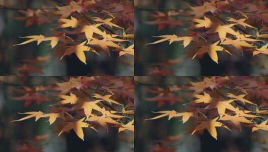 红枫叶轻轻摇动慢镜头高清在线视频素材下载