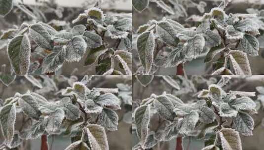 冬天下霜的植物高清在线视频素材下载