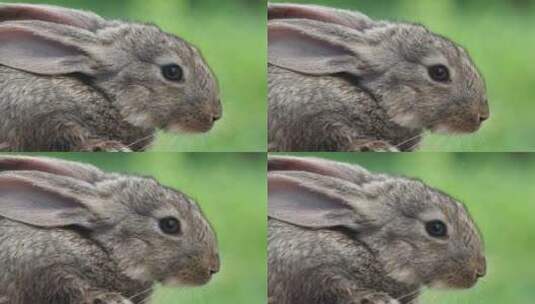 兔年生肖2023兔年素材活兔子高清在线视频素材下载