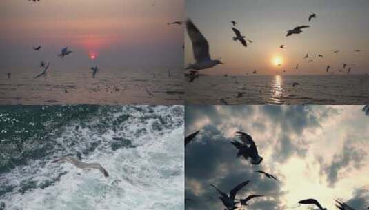 大海海鸥飞翔高清在线视频素材下载