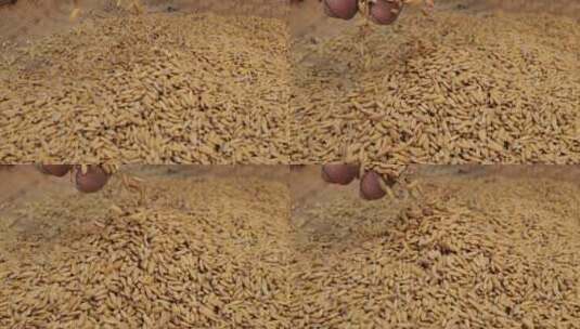 农民丰收稻谷大米粮食高清在线视频素材下载