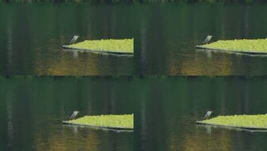 水面上的鸟高清在线视频素材下载