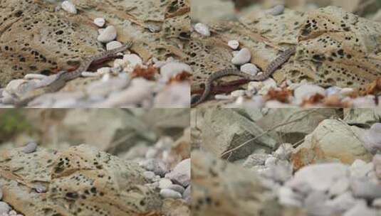 h蝮蛇在岩石缝隙中快速爬行高清在线视频素材下载