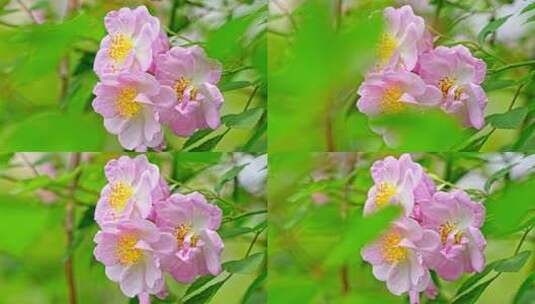 春天盛开生机勃勃的蔷薇花高清在线视频素材下载