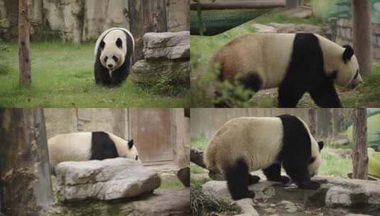 散步的熊猫高清在线视频素材下载