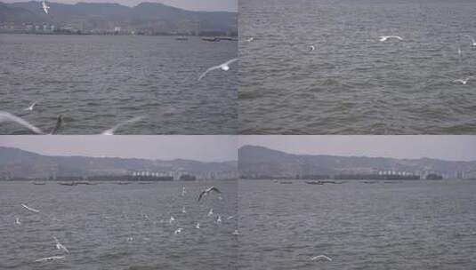 昆明海埂大坝喂海鸥高清在线视频素材下载