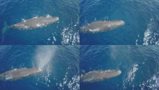 [4K] 深海蓝色鲸鱼高清在线视频素材下载
