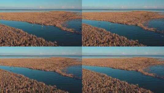 查干湖湿地鸟群高清在线视频素材下载