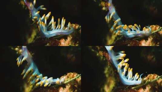 海底珊瑚虫微距特写高清在线视频素材下载